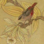 Gaston SUISSE (1896-1988) - Astrild dans les fleurs de vanille
